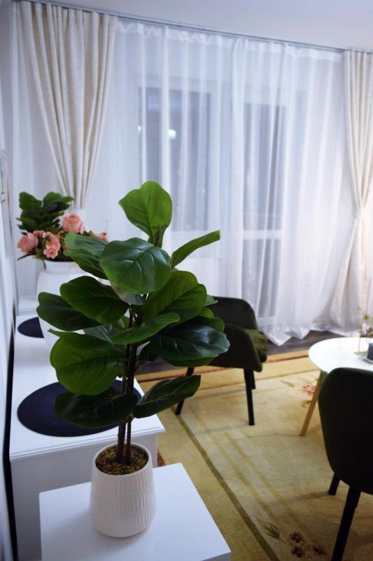 Apartament Thea Διαμέρισμα Făgăraş Εξωτερικό φωτογραφία